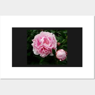 peony Posters and Art